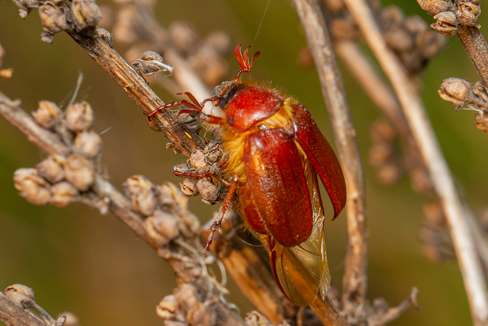Holochelus aequinoctialis - tavaszeleji cserebogár