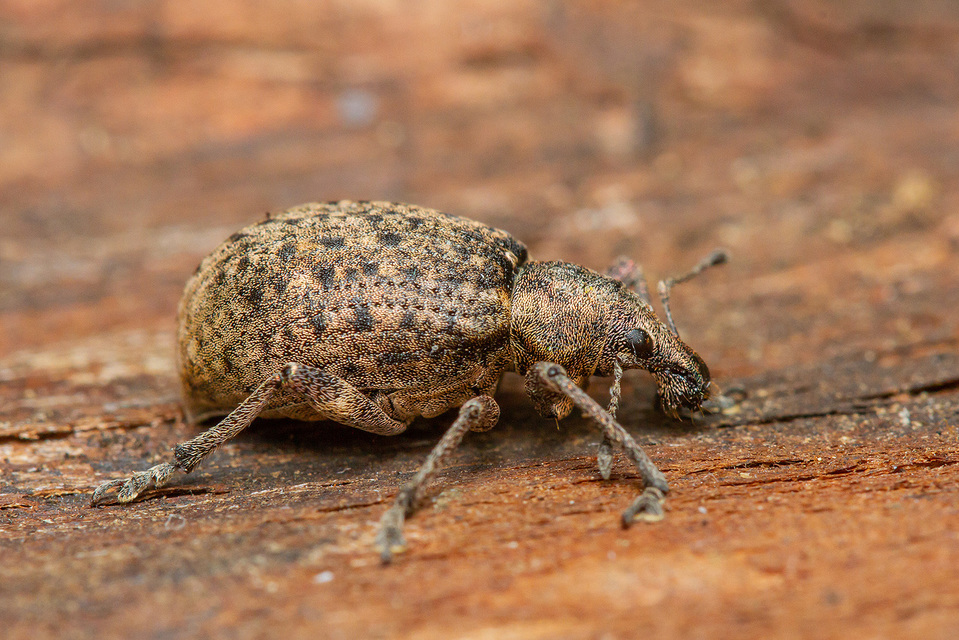 Liophloeus tessulatus - kockás barabolyormányos