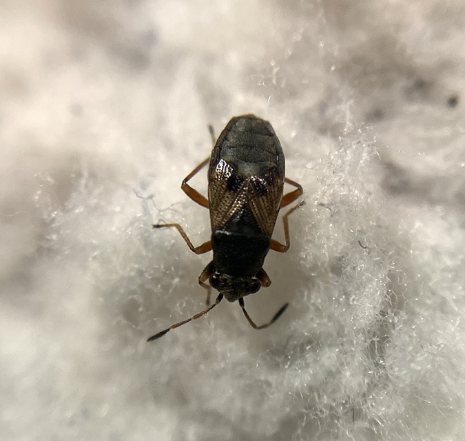 Acompus rufipes - gyászbodobács
