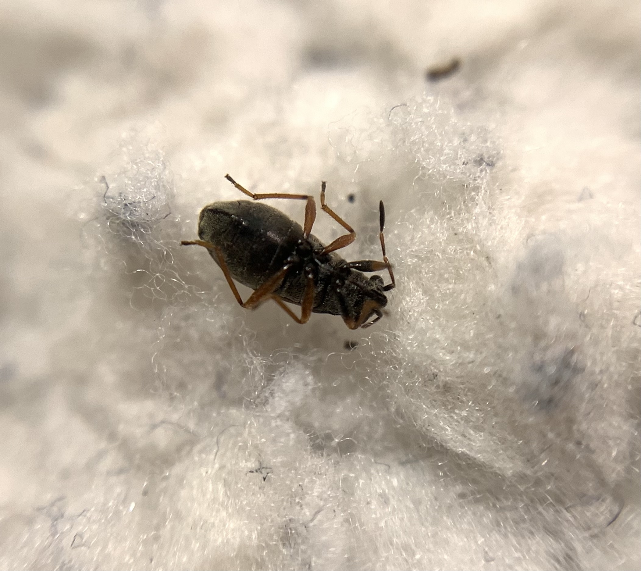 Acompus rufipes - gyászbodobács
