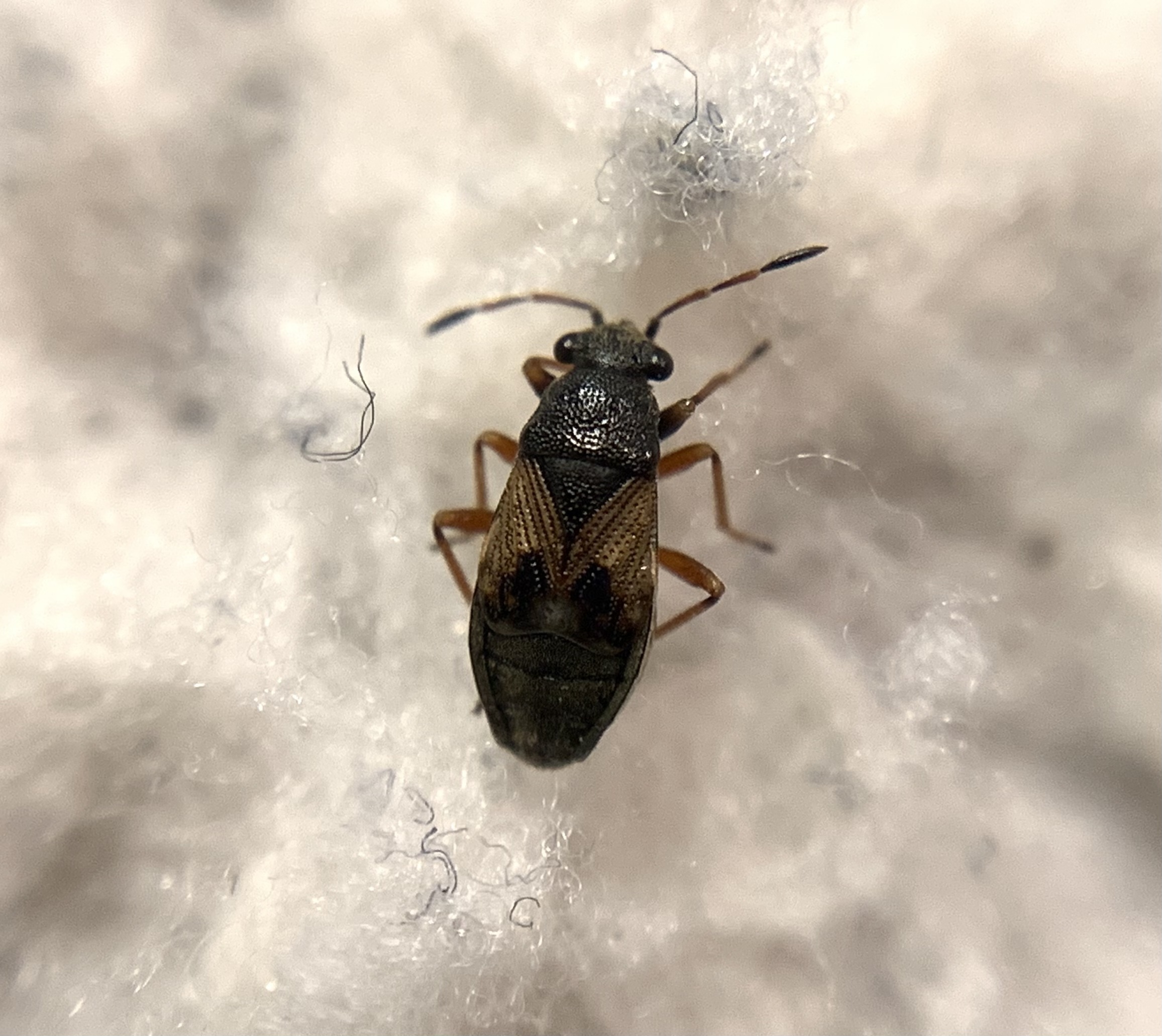 Acompus rufipes - gyászbodobács