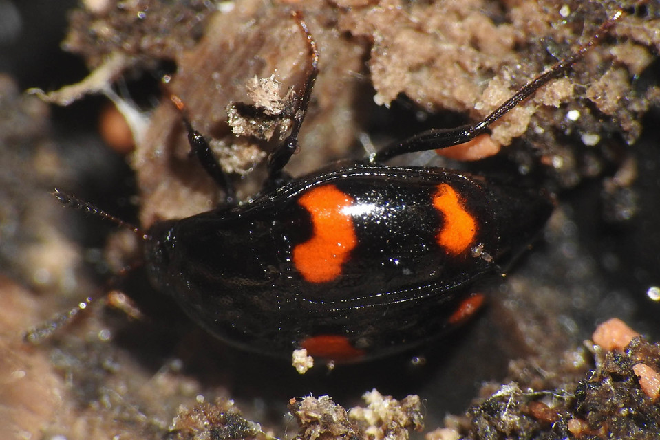 Scaphidium quadrimaculatum - négyfoltos sajkabogár