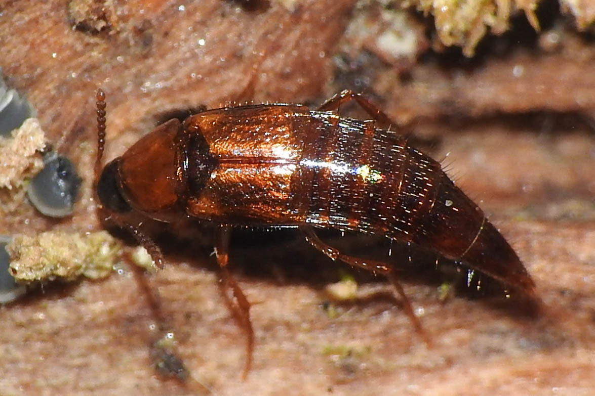 Mycetoporus rufescens - vöröses gombászholyva