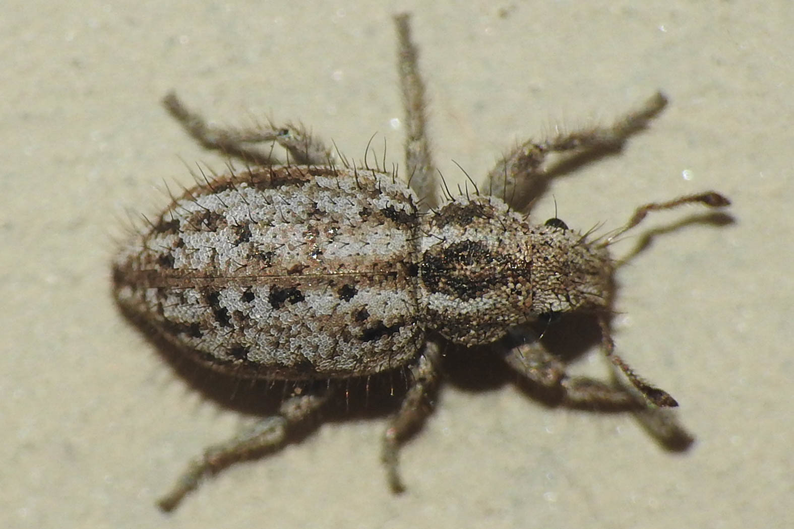 Cycloderes pilosulus - pikkelyeslábú ormányos