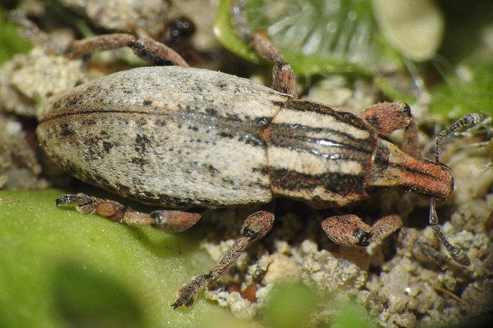 Pseudocleonus cinereus - hamvas barkó