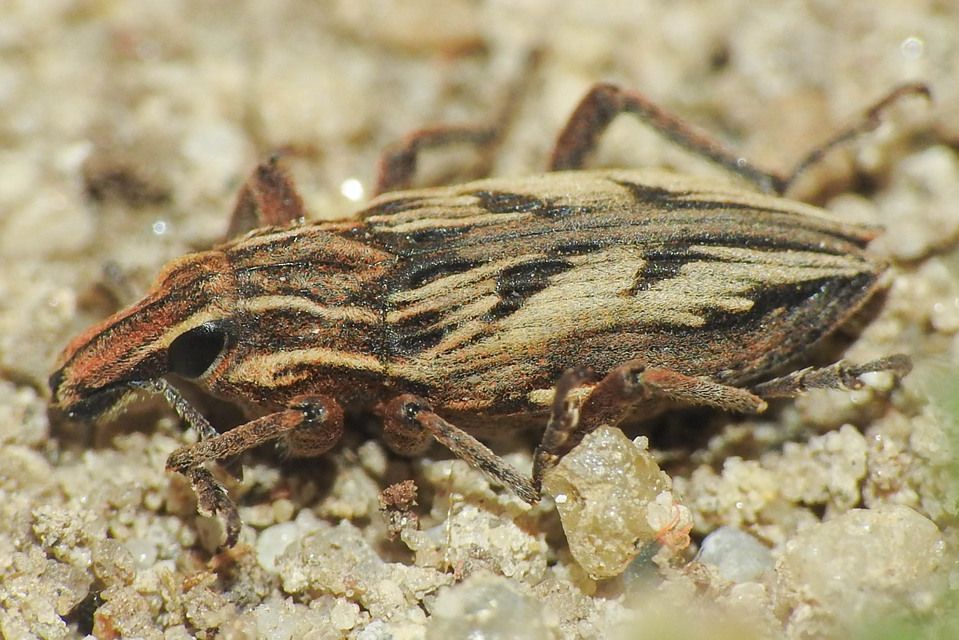 Coniocleonus nigrosuturatus - nyíljegyes barkó