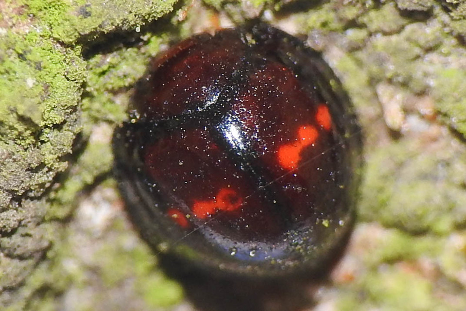 Chilocorus bipustulatus - szalagos szerecsenkata