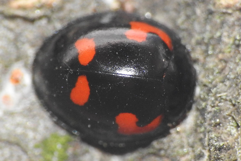 Exochomus quadripustulatus - négyfoltos szerecsenkata