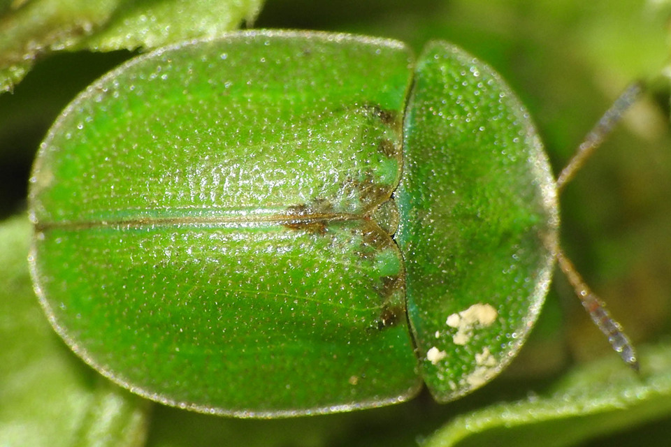 Cassida rubiginosa - lapos pajzsbogár Cassida rubiginosa - lapos pajzsbogár