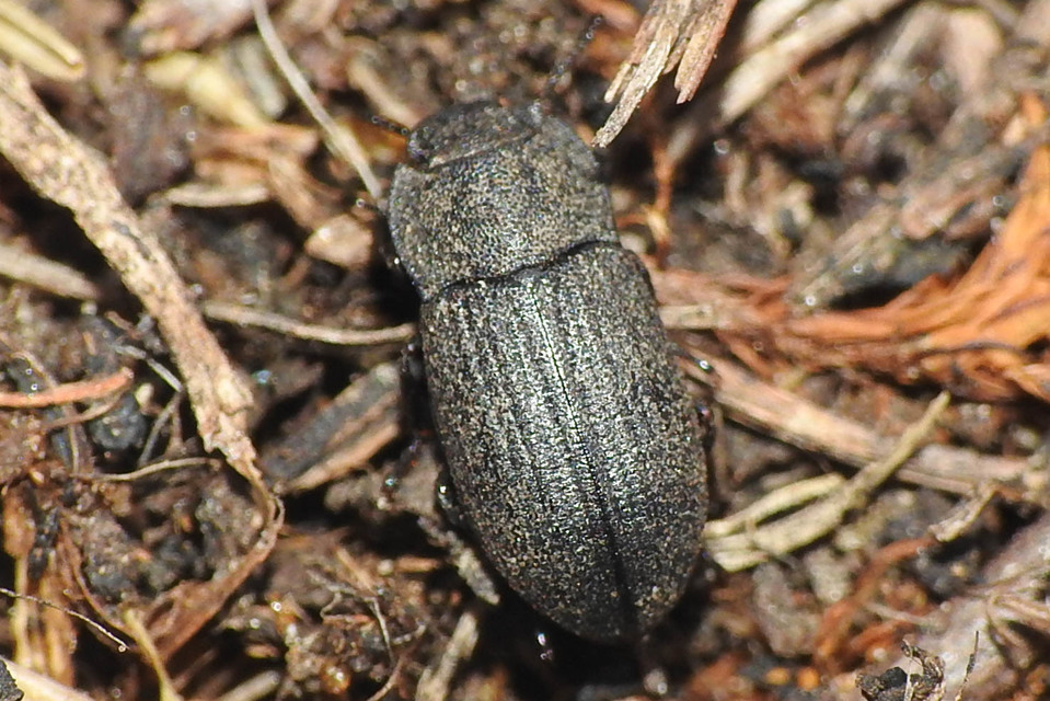 Gonocephalum granulatum pusillum