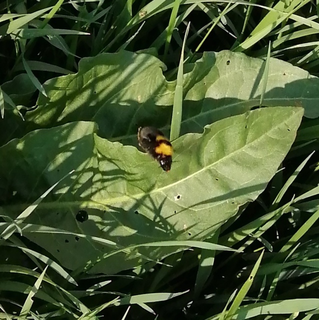 Bombus argillaceus - délvidéki poszméh