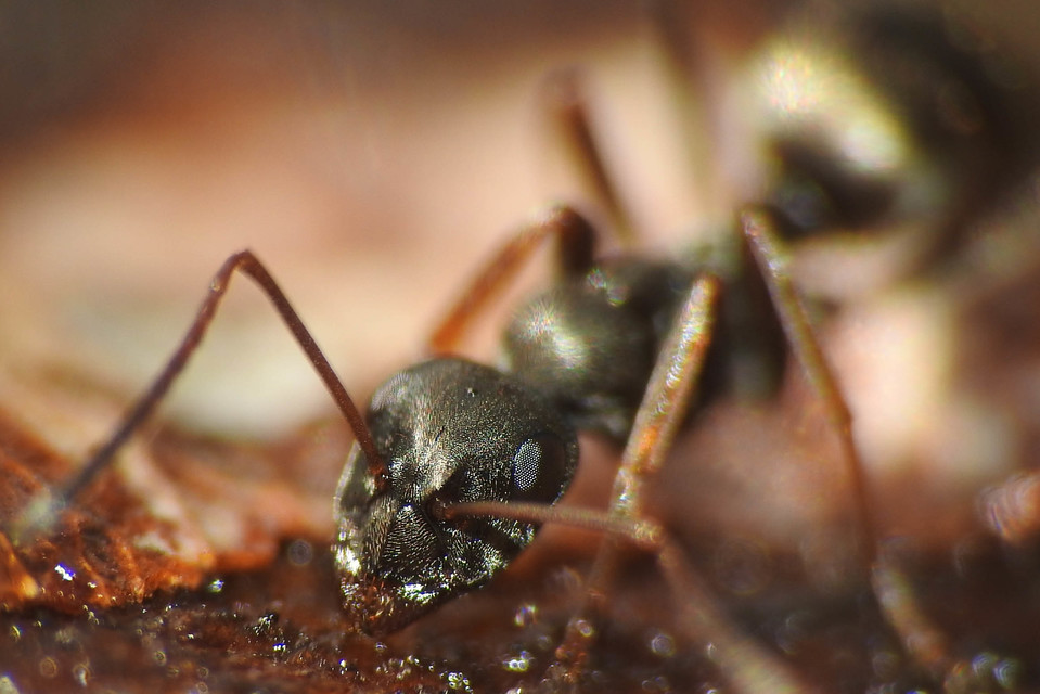 Formica fusca - kormos rabszolgahangya