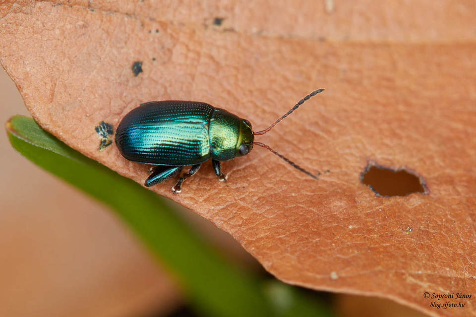 Chaetocnema chlorophana - zöld pázsitfű-földibolha