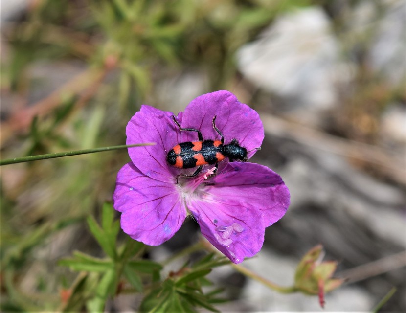 Trichodes favarius - hatfoltos méhészbogár