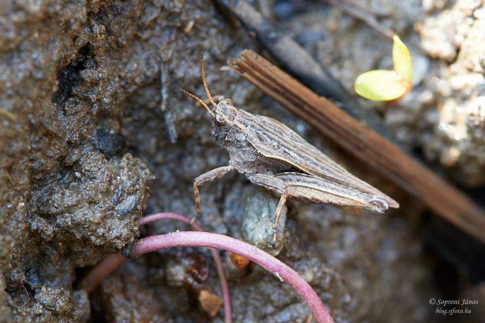 Tetrix subulata - közönséges tövishátúsáska