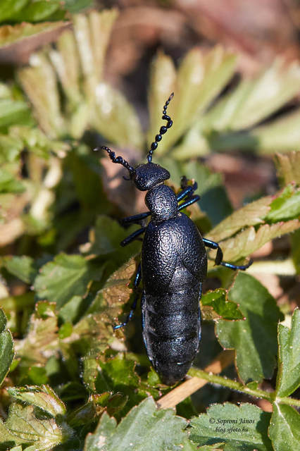 Meloe proscarabaeus - közönséges nünüke