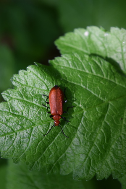 Pyrochroa serraticornis - közép-bíborbogár