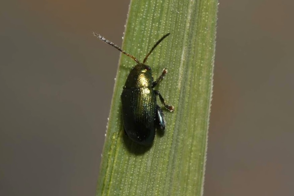 Chaetocnema chlorophana - zöld pázsitfű-földibolha