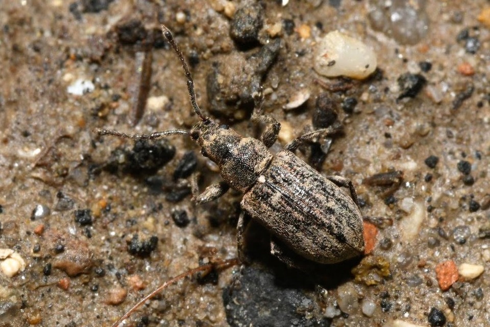Phyllobius pyri - gyümölcsfa-levélormányos
