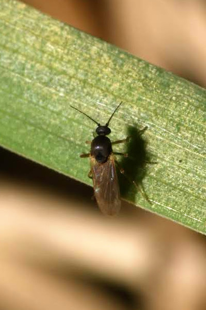 Ceratopogonidae - törpeszúnyogok