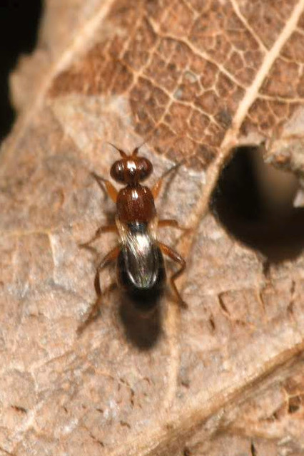 Elachiptera brevipennis