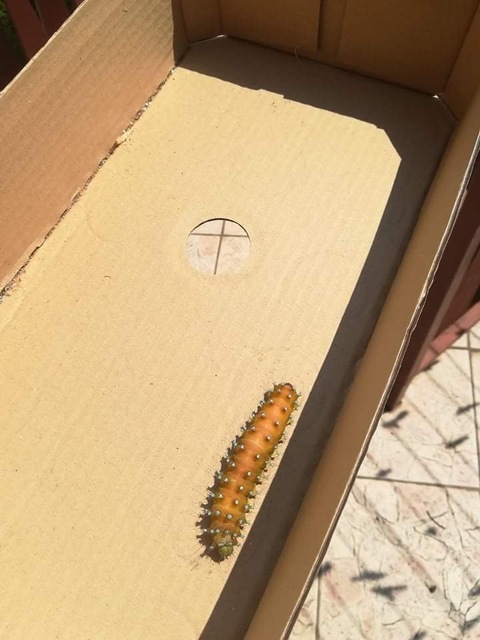 Saturnia pyri - nagy pávaszem