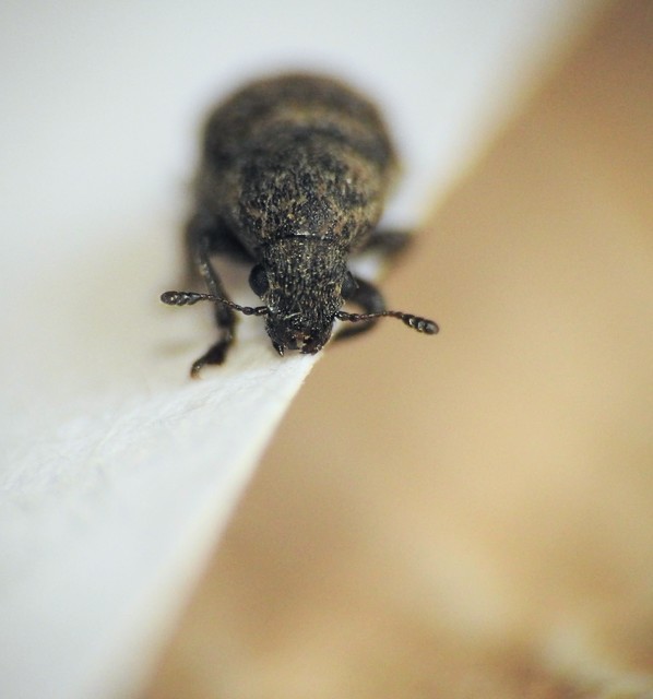 Anthribus nebulosus - ködfoltos pajzstetvész-orrosbogár