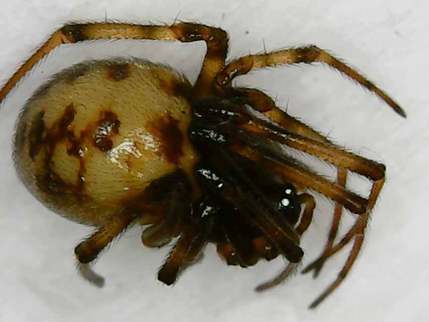 Steatoda triangulosa - háromszöges faggyúpók