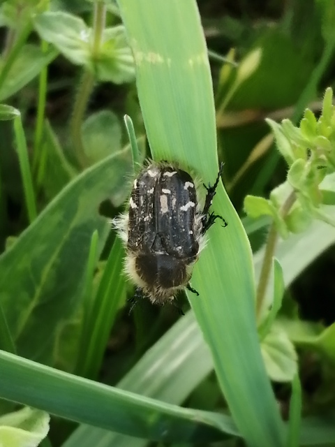 Tropinota hirta - bundás virágbogár