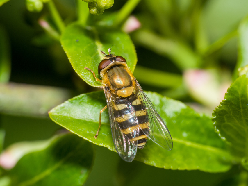 Syrphus
