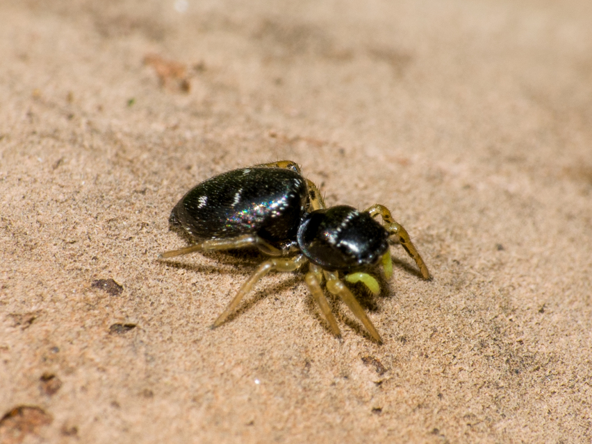Heliophanus
