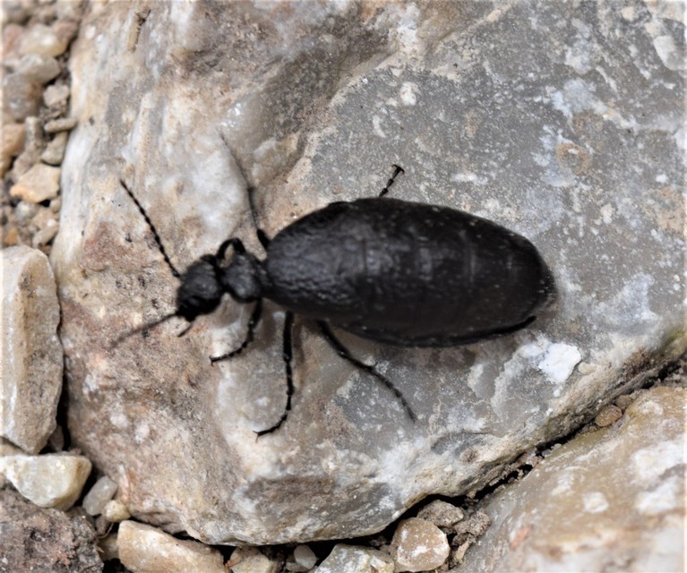 Meloe rugosus - ráncos nünüke