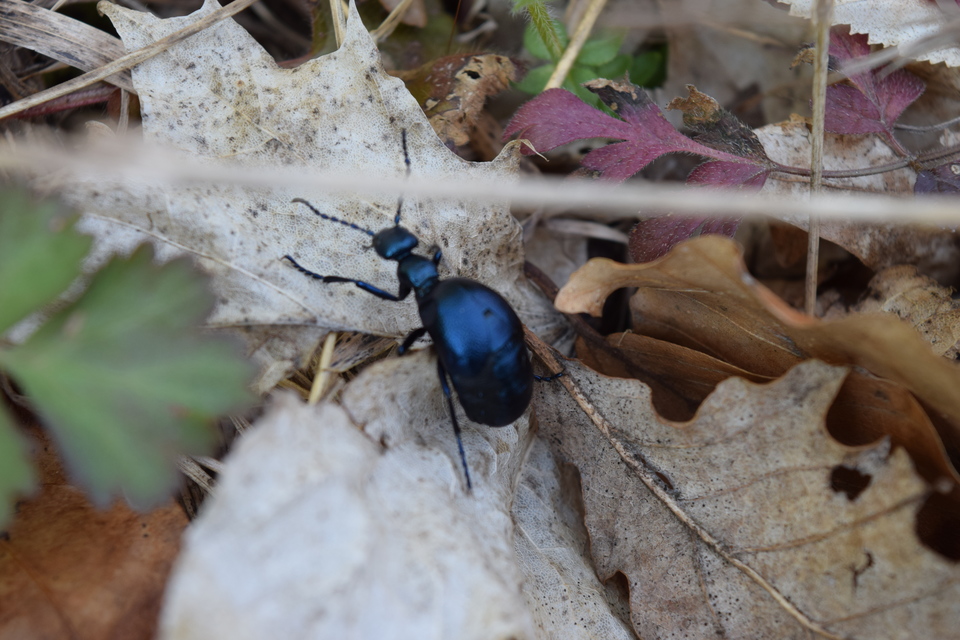 Meloe violaceus - kék nünüke