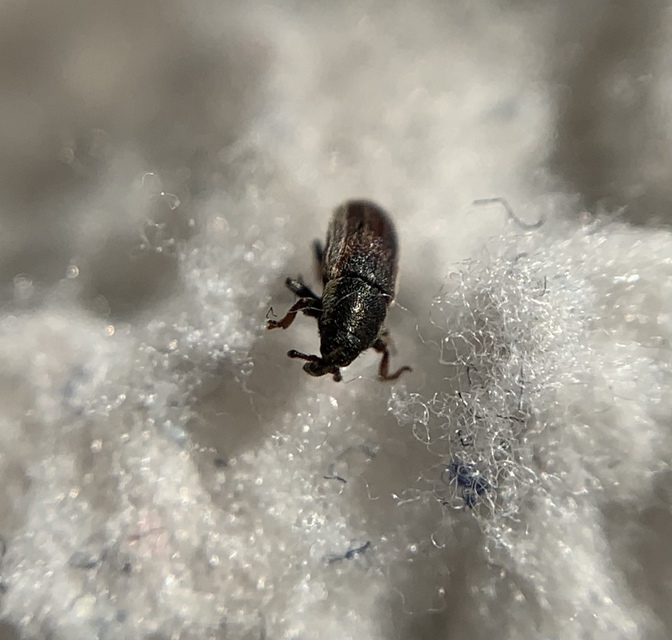 Mecinus circulatus - sávos útifűormányos