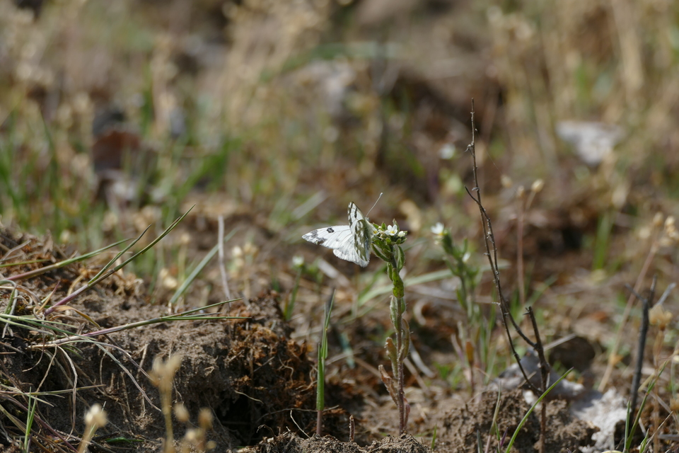 Pontia edusa - rezedalepke