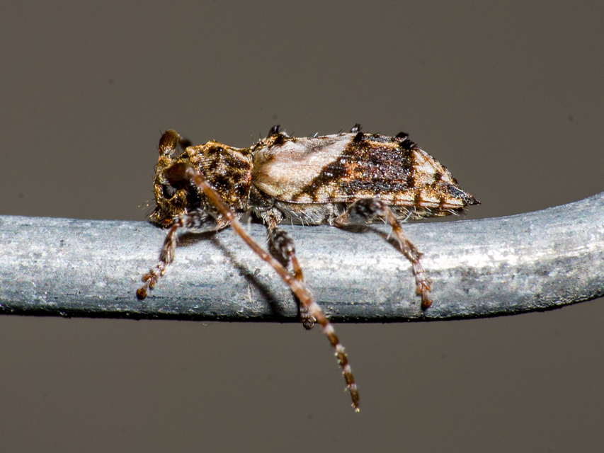 Pogonocherus hispidus - kéttövises ecsetcincér