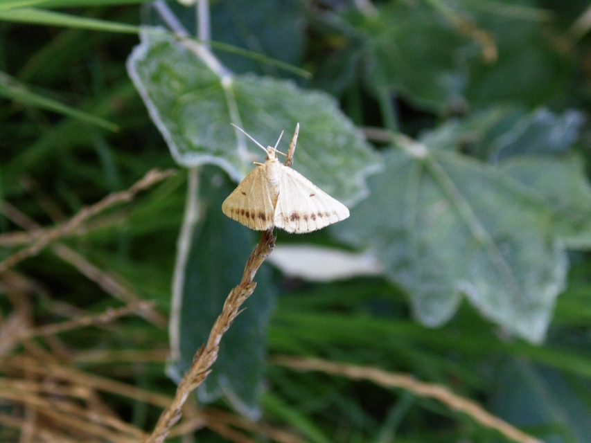 Tephrina arenacearia - lucerna-araszoló