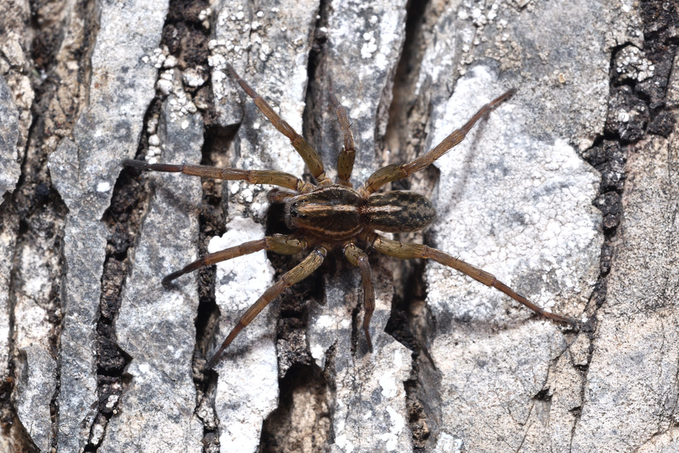Trochosa
