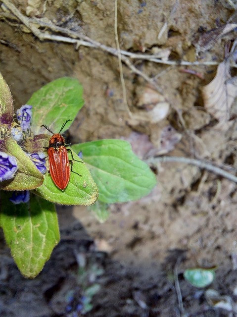 Anostirus purpureus - tűzvörös pattanó