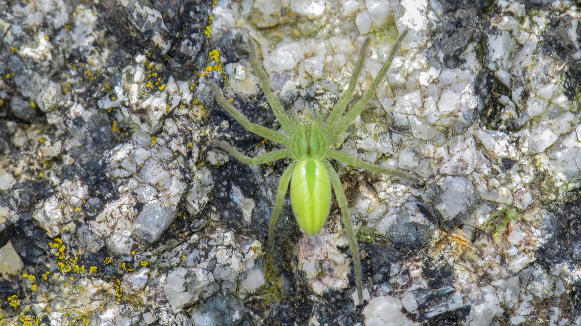 Micrommata virescens - hunyópók