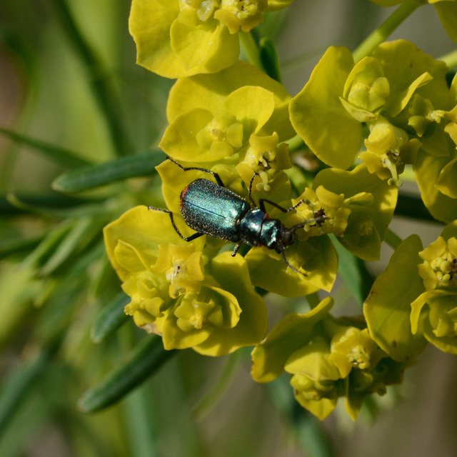 Malachius bipustulatus - kétfoltos bibircsesbogár