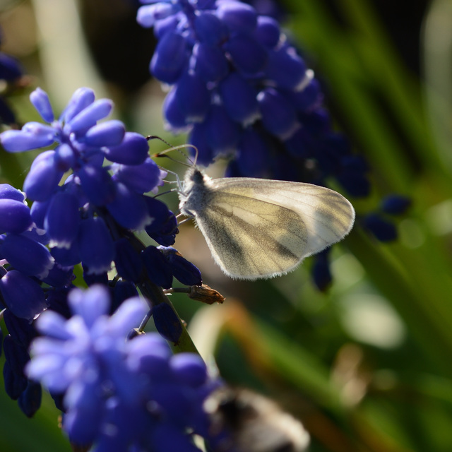 Leptidea sinapis/juvernica