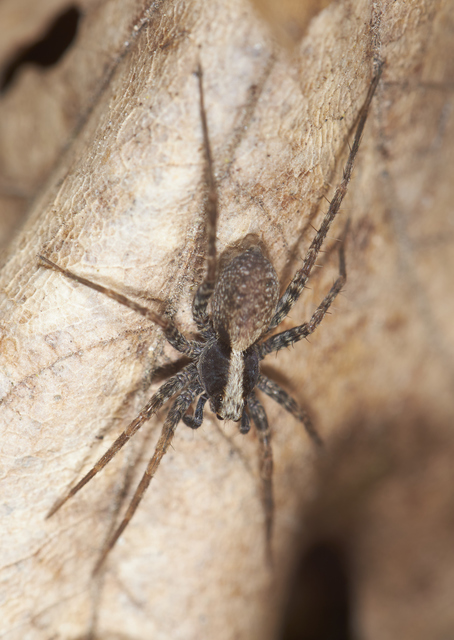 Pardosa alacris/lugubris