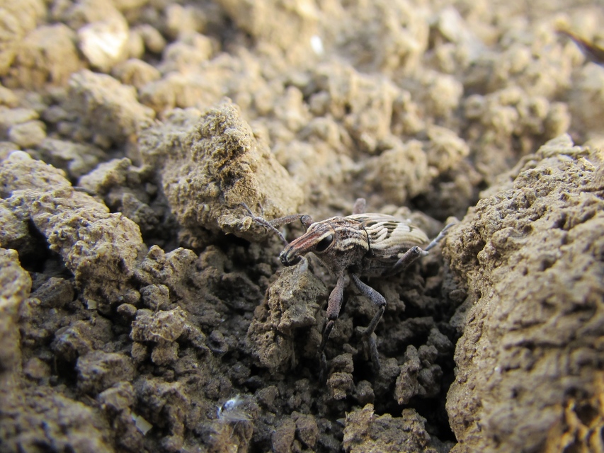 Coniocleonus nigrosuturatus - nyíljegyes barkó Coniocleonus nigrosuturatus - nyíljegyes barkó