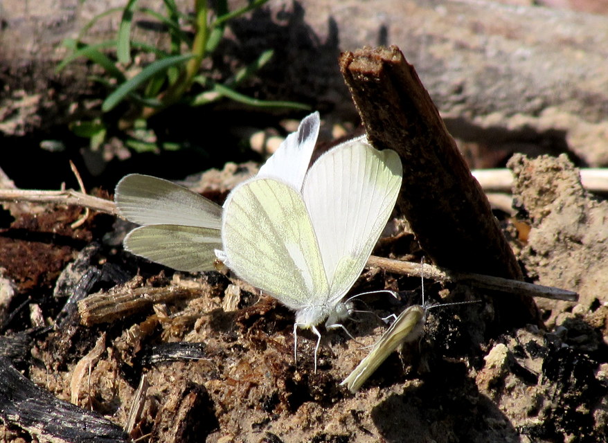 Leptidea sinapis/juvernica