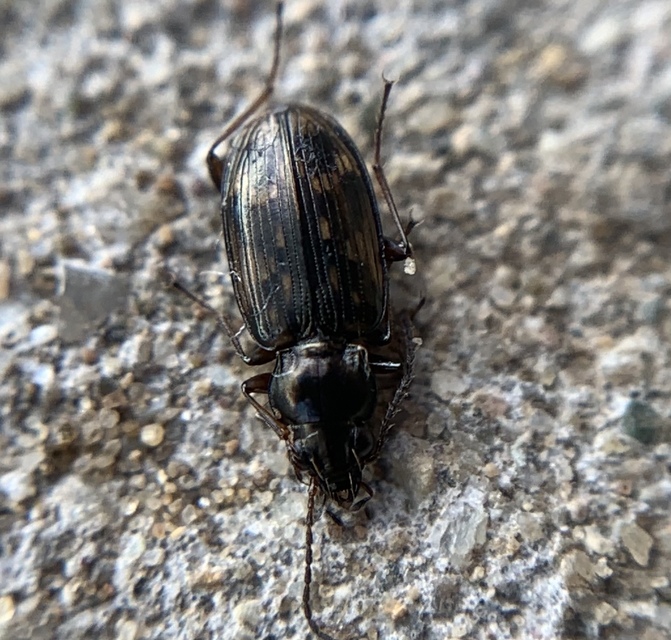 Bembidion varium - rajzos gyorsfutó