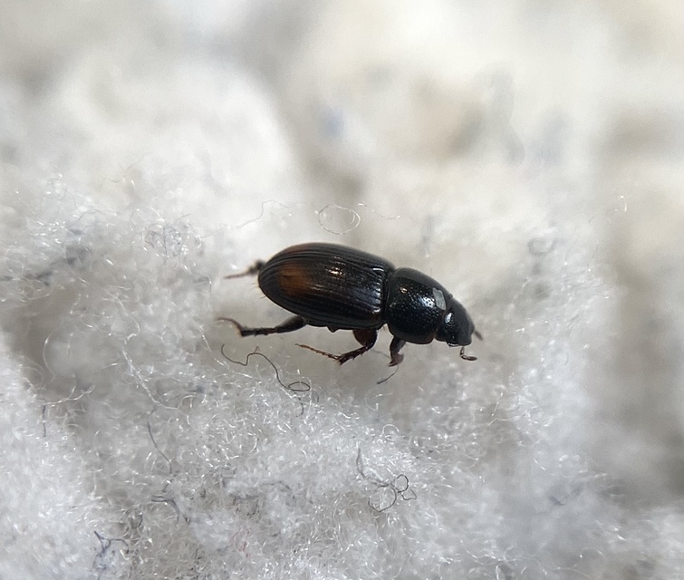 Phalacronothus biguttatus - kétfoltos trágyabogár