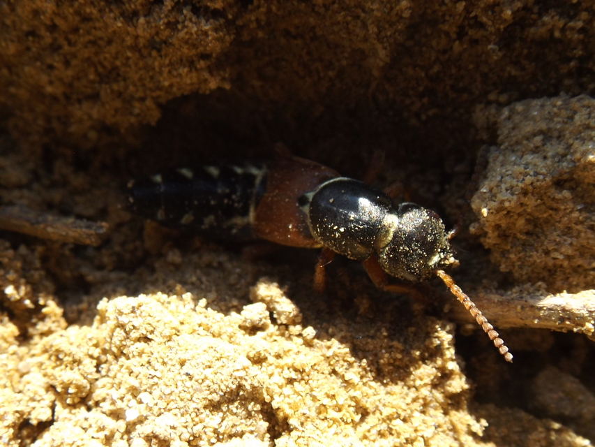 Staphylinus caesareus - aranysujtásos holyva