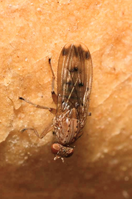 Suillia variegata