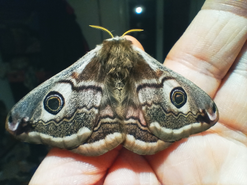 Saturnia pavoniella/pavonia